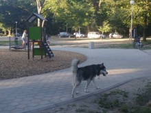 Псувни и бой на "Васил Априлов" заради голямо куче, стресирало бременно момиче!