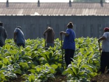 Българи работят при робски условия в Италия