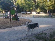 Ядосан мъж удари бременна жена! Потърпевшите разказват как се стигна до грозната сцена
