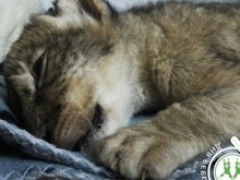 Стъпканите в разградския зоопарк лъвчета с много малки шансове да оцелеят