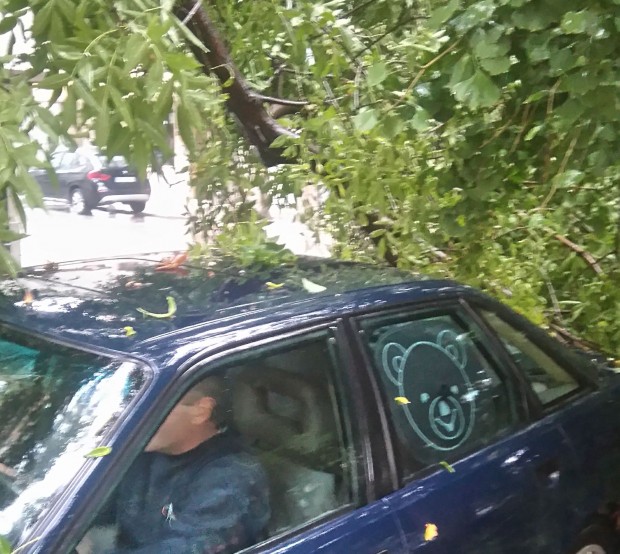 Дърво се строполи върху лек автомобил в "Кършияка", научи Plovdiv24.bg.