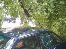 Дърво се строполи върху лек автомобил в "Кършияка"