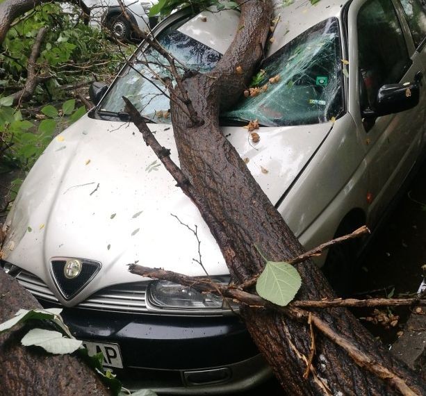 Дърво падна върху две паркирани коли в центъра на Пловдив
