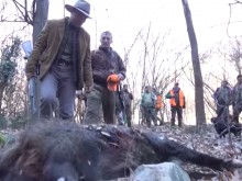 В неделя се открива груповият лов на дива свиня