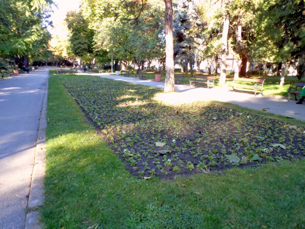 Над 500 хиляди есенно-пролетни цветя са засадени в пловдивските градини
