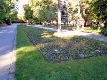 Стотици хиляди есенни цветя правят Пловдив още по-красив
