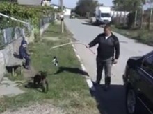 Закопчаха изрода, учил бойното си куче да убива с живо коте на стръв! Клипът заснет от жена му пред детето им! (18+)