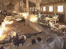 Търговец на кучета отглежда близо 300 четириноги в ужасни условия