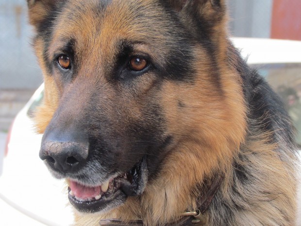 За изгубено куче в Смирненски сигнализира току що читател на Plovdiv24 bg