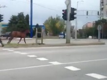 Кон галопира смело в насрещното на "Васил Априлов", минава на червено по "Дунав"