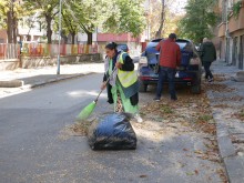 Силният вятър събори дърво на метри от детска градина и училище в Пловдив