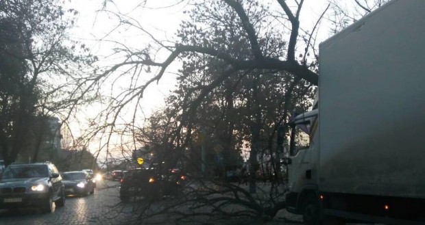 Дърво е паднало върху камион и затруднява движението по булевард