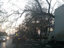 Дърво се строполи върху камион на "Пещерско"!