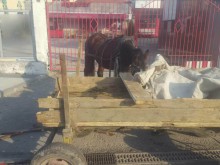 Полиция засече каруца-нарушител на натоварено пловдивско кръстовище