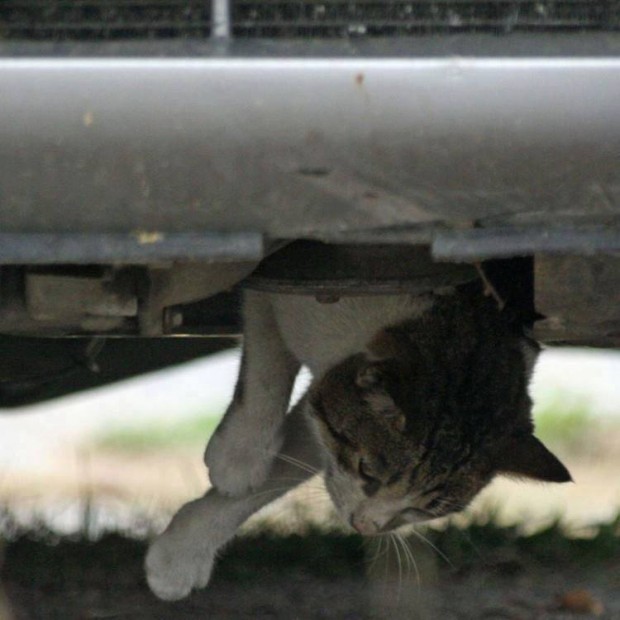 Фейсбук
Проверявайте за котки под капака на автомобила през зимата, призовават
