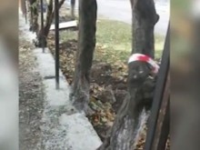 Зазидаха дървета в ограда на училище
