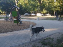 Стотици собственици на кучета в Пловдив неизрядни