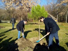 Залесяват с дървесни видове около Младежкия център в Пловдив
