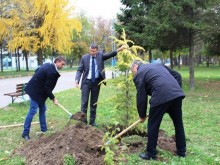 Екзотични дървесни видове до Гребната