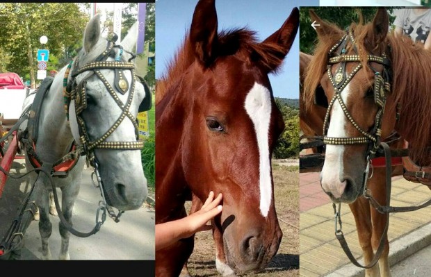 div Снимки на откраднатите коне за които единствено Burgas24 bg