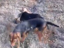 Кмет пусна клип как кучета разкъсват жив чакал (ВИДЕО 18+)