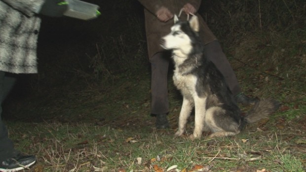 Пещерняци спасиха домашно куче порода хъски паднало в дълбока пропаст