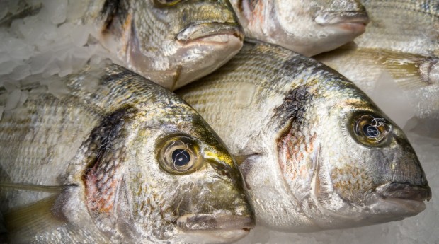Природозащитници призовават за устойчив избор на риба за трапезата на