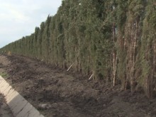 Ще спре ли тази ограда от кипариси снега по АМ "Тракия" край Карнобат?
