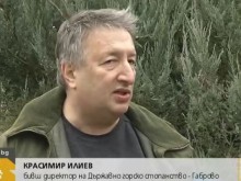 Шеф на горско стопанство разреши на баща си незаконна сеч