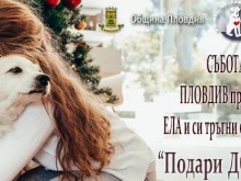 Канят пловдивчани да си осиновят кученца