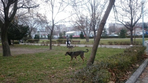 Големи кучета отново в пловдивски парк За това сигнализира редовна