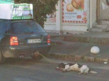 Куче, завързано за автомобил, взриви социалните мрежи в Пловдив