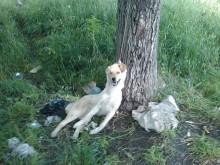 Зловещо! Ето как убиват бездомните кучета в Борилово (СНИМКА 18+)