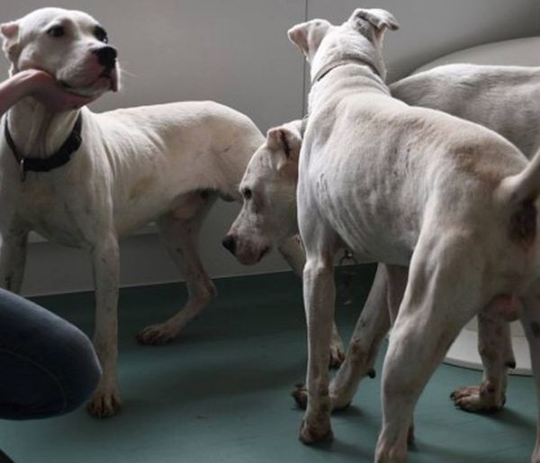 Lucky Hunt Три от общо 15 те кучета които бяха спасени