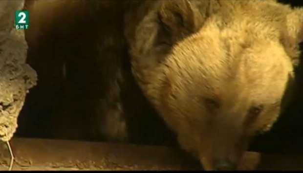 Необичайно топлото време наруши зимния сън на кафявата мечка Свобода