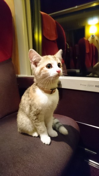 Twitter
>Пътниците във влак в северозападния департамент Сарт забелязали котето на