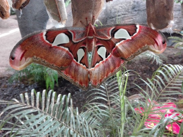 Една от най големите пеперуди в света разпери криле в зала