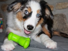 Общината: До 31 март е срокът за годишната такса за притежание на домашно куче