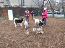 Откриха нова кучешка площадка в Пловдив с весел конкурс за домашни любимци