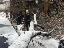 Камион помете дърво на ул. "Лейди Странгфорд"