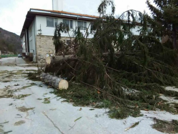 Ураганните ветрове в област Смолян повалиха 46 хил куб метра