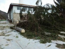 Ураган вилнее в Смолян и региона, поваля дървета наред