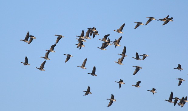 Малка белочела и посевна гъска са наблюдавани в Бургаските езера