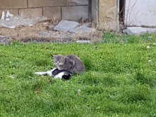 Психопат умъртви коте - любимец на деца