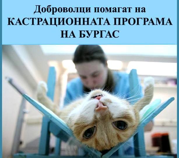 През зимните месеци Община Бургас не кастрира безстопанствени котки, поради