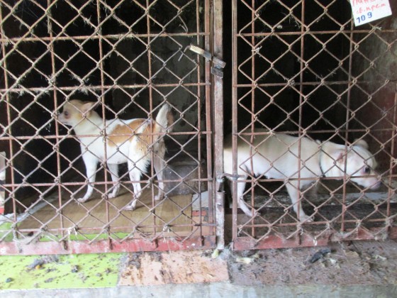 НАП ще пусне за продажба на търг 72 кучета иззети