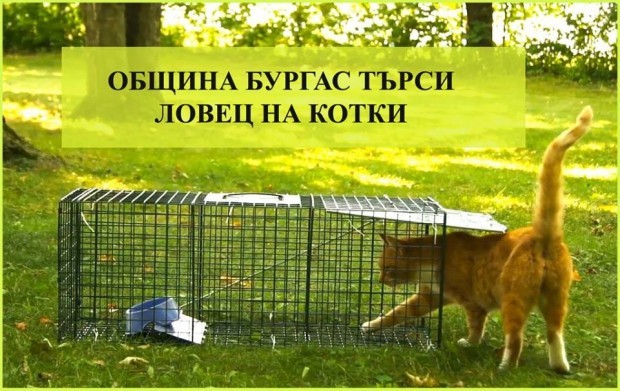 Новината че община Бургас търси Ловец на котки ме притесни