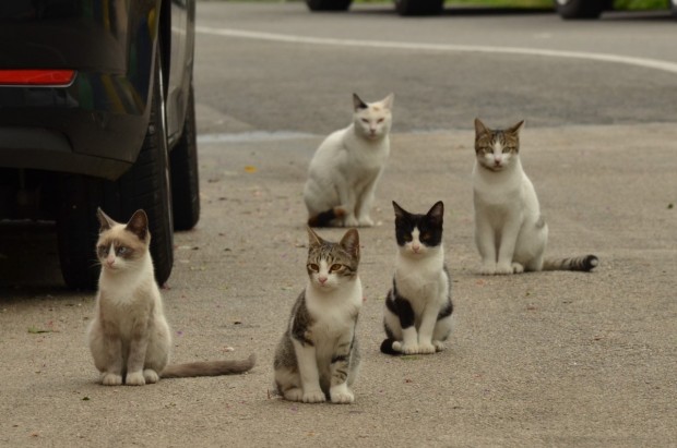 Над 2500 улични котки в Пловдив са били заловени и
