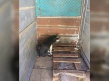 Доброволци излизат на протест срещу лошите условия в кучешките приюти