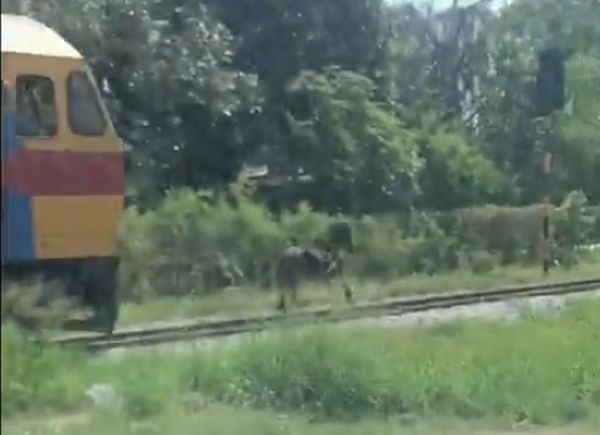 Пони успя да надбяга влак в Тайланд на чиято железопътна